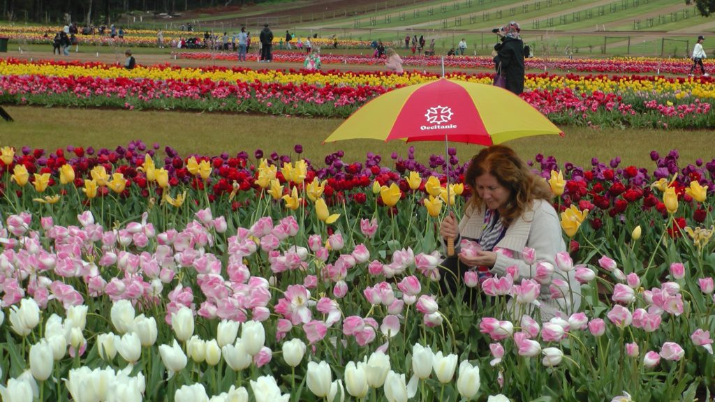 Maribel with white, red, yellow and pink tulips (Photo by Harry Williamson)