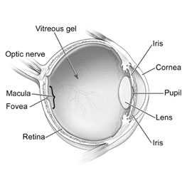 Side view diagram of the eye