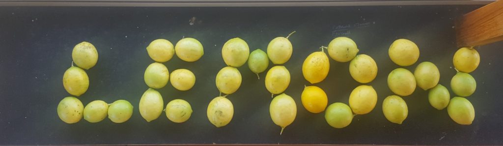 sign spelling out the word "lemons" -using real lemons to form the letters. Photo by Harry Williamson