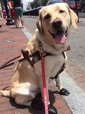 Guide dog Zoe sitting down on the sidewalk with boots on to protect her feet