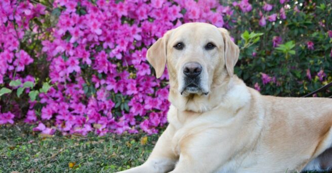 Yellow lab in front of azaleas