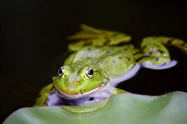 Frog on lily pad.