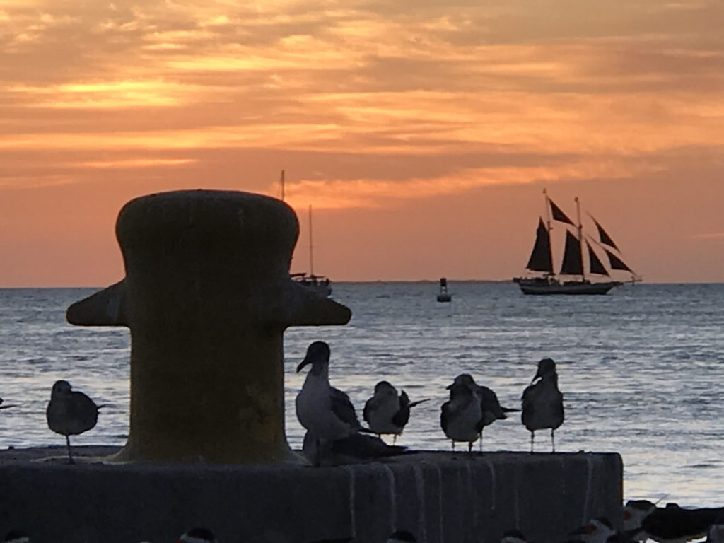 sunset in Key West  showing birds sitting on pilings in the forefront; in the background a beautiful sunset with sail boats silhouetted

