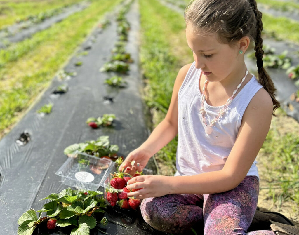 A girl sitting outside picking strawberries in the sun.