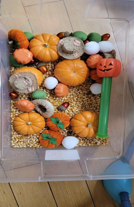 Fall sensory box. Inside the box there are corn, real pumpkins, fabric pumpkins, scarecrow hats, acorns, and a pumpkin glow stick.
