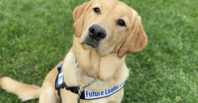 Wheat-colored dog wearing “Future Leader Dog” harness