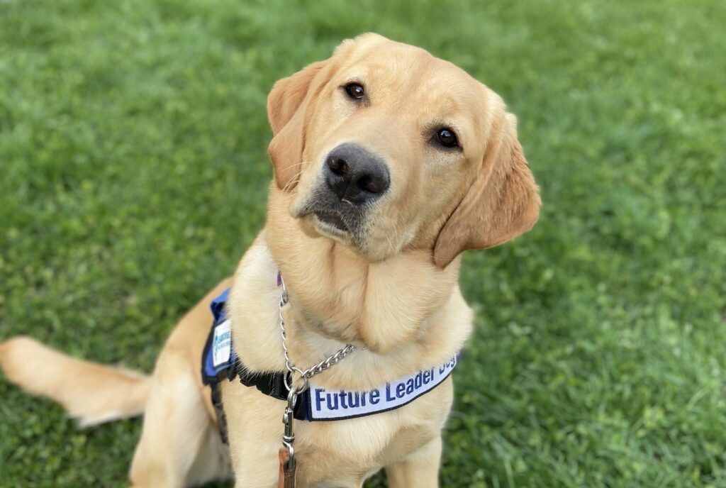 Wheat-colored dog wearing “Future Leader Dog” harness