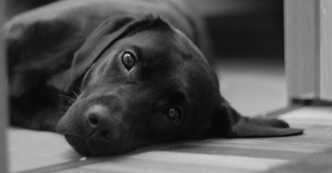 Black lab lying on floor looking at the camera