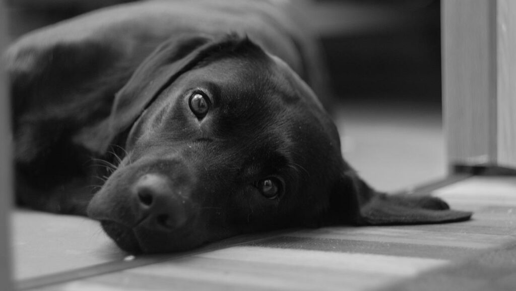 Black lab lying on floor looking at the camera