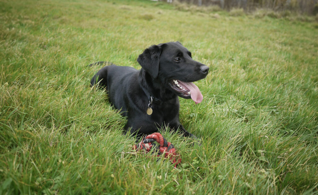 Black Labrador retriever laying in the grass