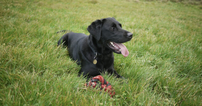 Black Labrador retriever laying in the grass