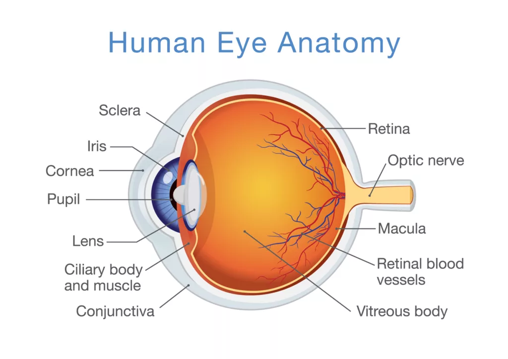 Diagram of the human eye anatomy labeled with the following parts: Sclera, Iris, Cornea, Pupil, Lens, Ciliary body and muscle, Conjunctiva, Retina, Optic nerve, Macula, Retinal blood vessels, and Vitreous body.