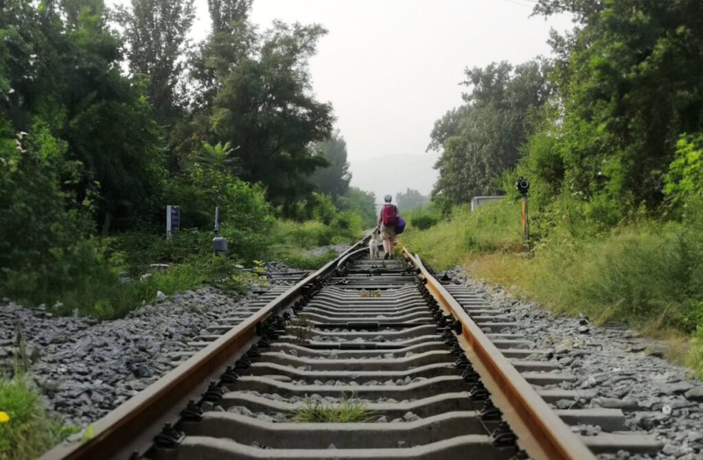 A person with a backpack and a guide dog walks along railroad tracks surrounded by greenery