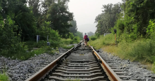 A person with a backpack and a guide dog walks along railroad tracks surrounded by greenery