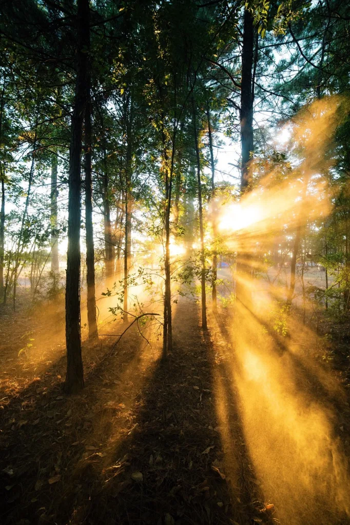 Sun glare coming through the trees