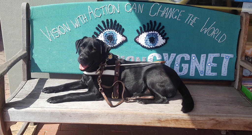 Guide Dog Sitting on Bench in Front of Sign "Vision in Action Can Change the World"  picture by Harry Williamson