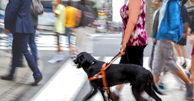 handler walking across a crosswalk with their dog guide in harness