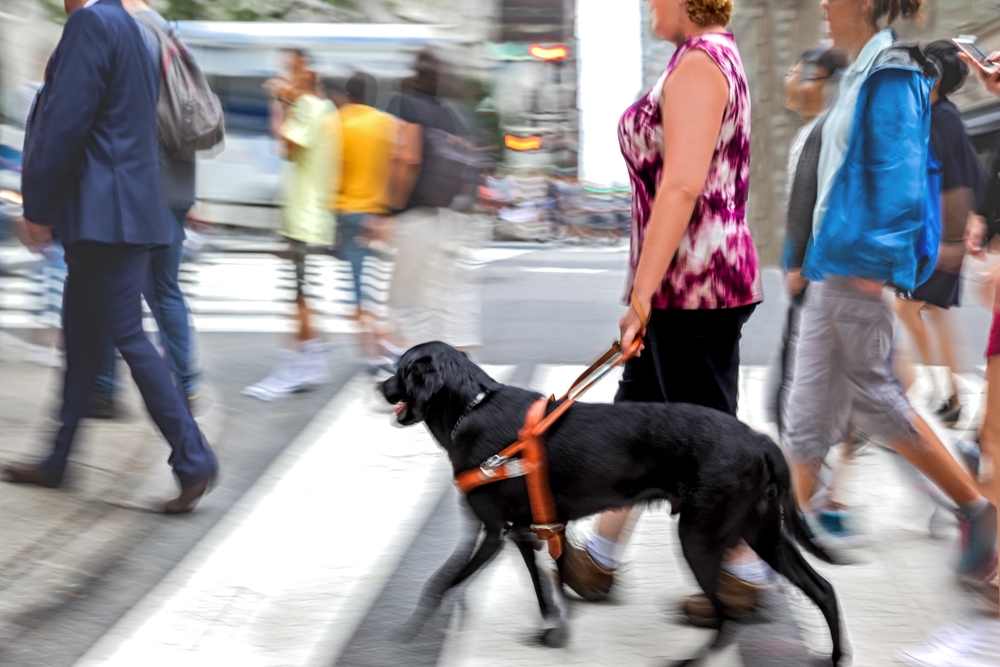 handler walking across a crosswalk with their dog guide in harness