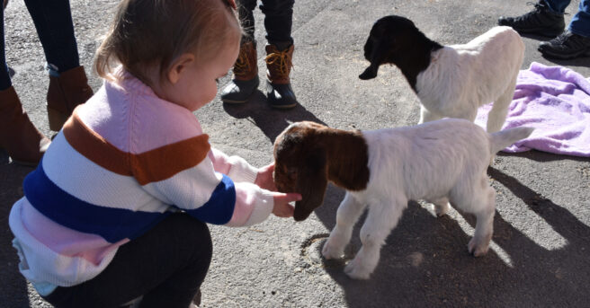 A little girl petting newborn goats.
