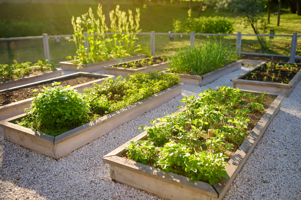 raised-bed gardens with various greenery