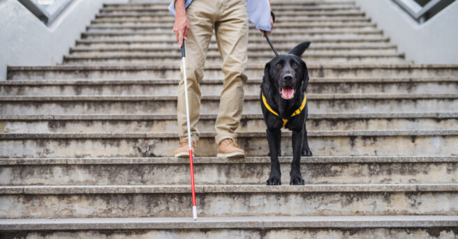Person holds dog leash and white cane while descending stairs