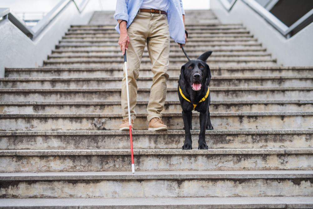 Person holds dog leash and white cane while descending stairs