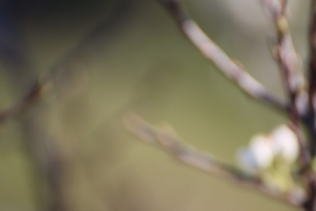 Nature blurred background- branches and flowers.