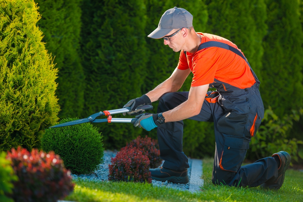 Person wears hat and sunglasses while trimming a bush
