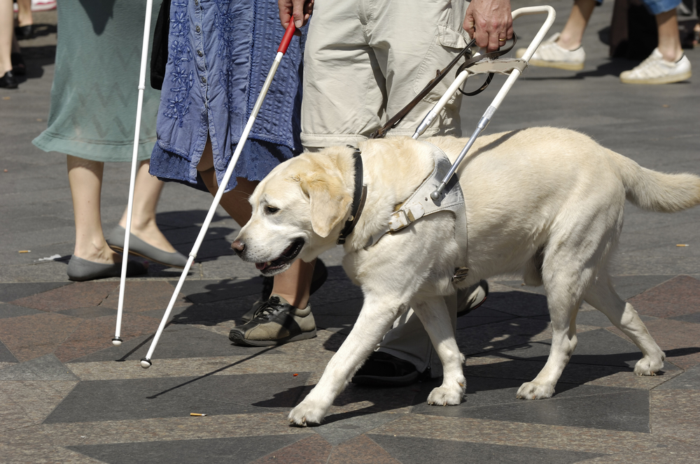 Dog guide and handler walk outdoors