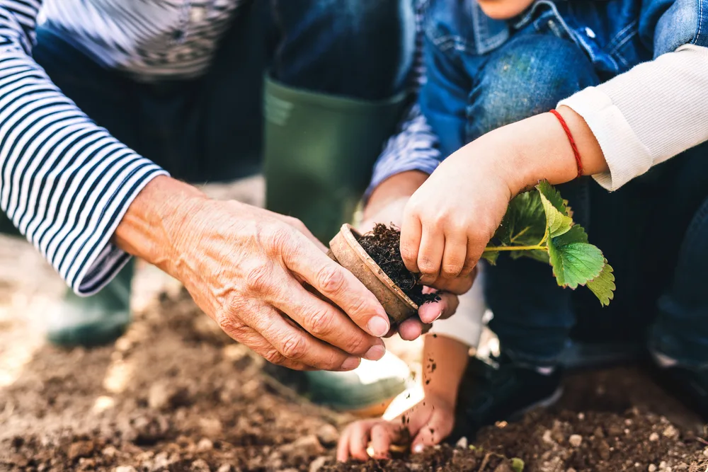 Grandparent and child plant greenery in a pot