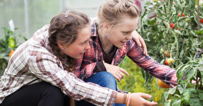 Two teens working in a greenhouse picking vegetables.