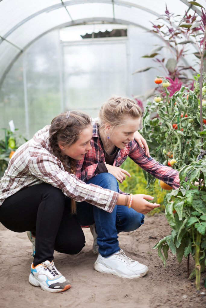 Two teens working in a greenhouse picking vegetables.
